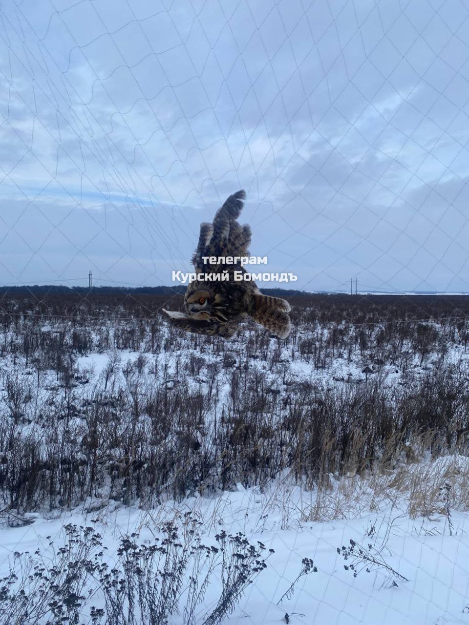 Совы запутываются в противодроновых сетях и погибают