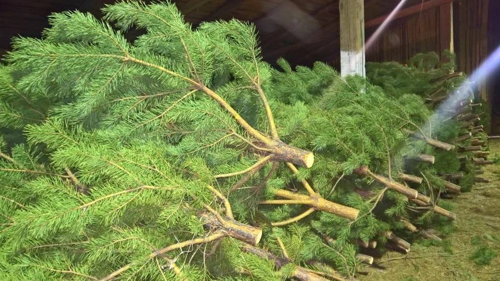 В Курске с 12 января откроются пункты сбора живых новогодних ёлок