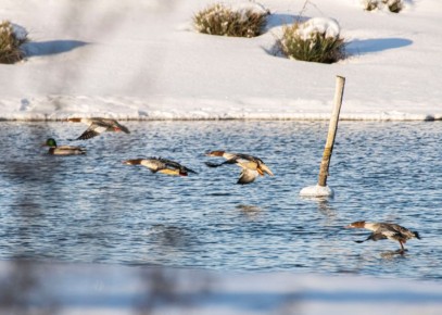 Редкие зимние гости: в Курской области запечатлели уток-крохалей