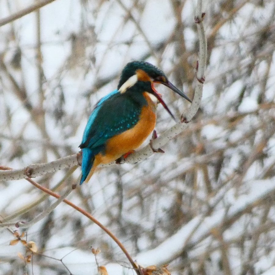 В Курской области остались зимовать яркие птицы — зимородки