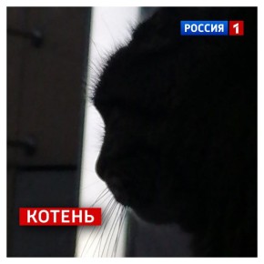 11 января, воскресенье. День, когда котики грустят