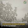 В Курской области с 11 по 15 января прогнозируется аномально холодная погода