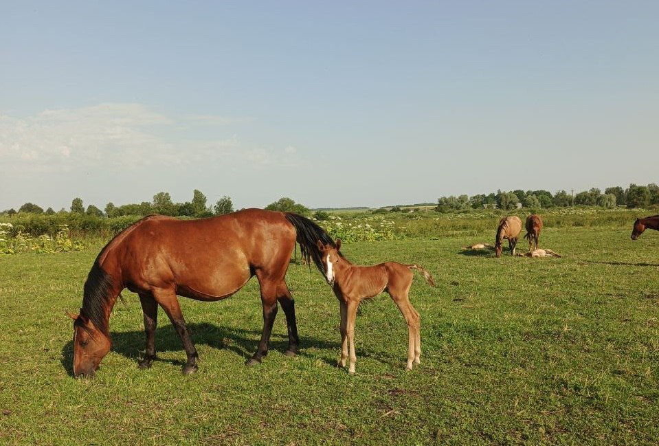 На конеферме «Мираторга» в 2025 году родилось более 50 жеребят На конеферме «Мираторга» в 2025 году родилось более 50 жеребят