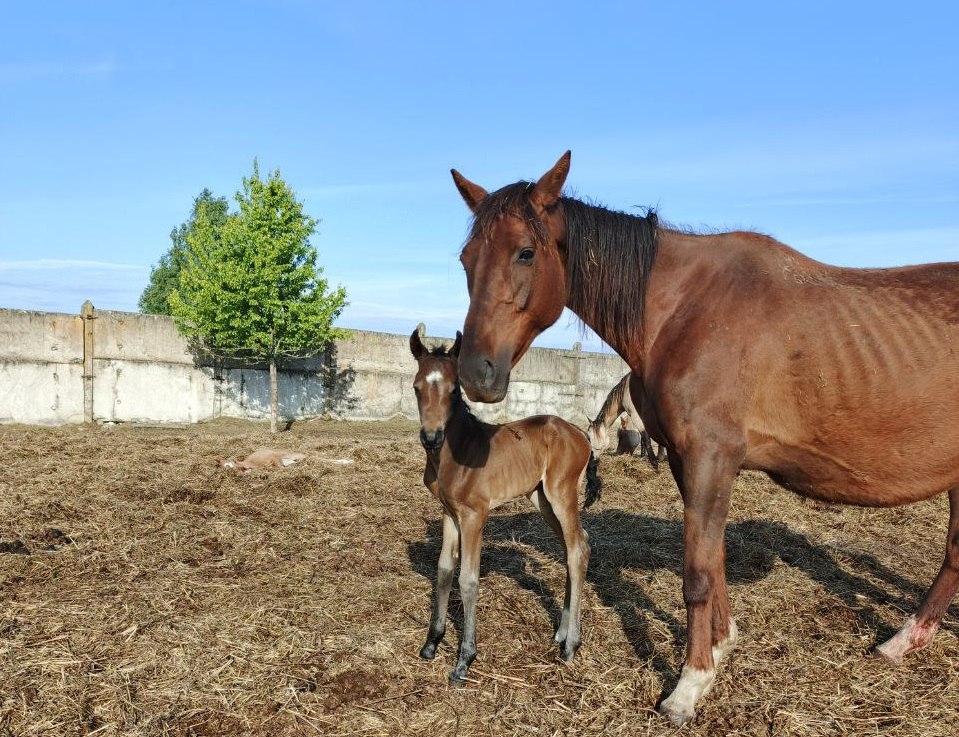 На конеферме «Мираторга» в 2025 году родилось более 50 жеребят На конеферме «Мираторга» в 2025 году родилось более 50 жеребят