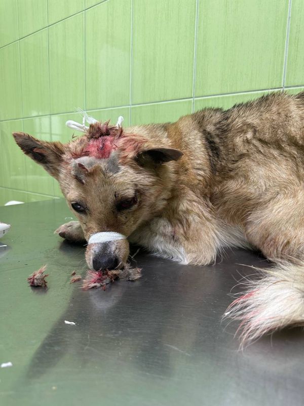 Под Курском неизвестные расстреляли собак и выбросили их в мешках