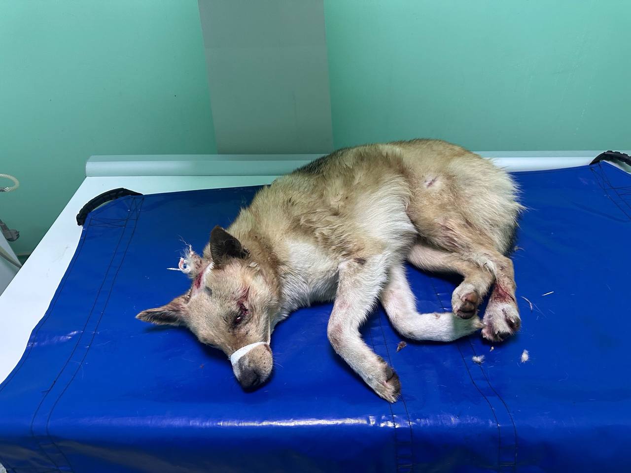 Под Курском неизвестные расстреляли собак и выбросили их в мешках Под Курском неизвестные расстреляли собак и выбросили их в мешках