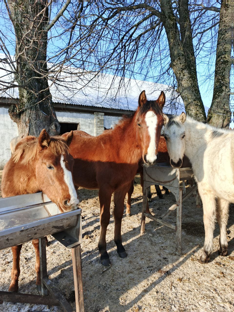 На конеферме «Мираторга» в 2025 году родилось более 50 жеребят