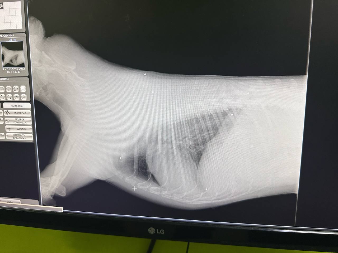 Под Курском неизвестные расстреляли собак и выбросили их в мешках Под Курском неизвестные расстреляли собак и выбросили их в мешках