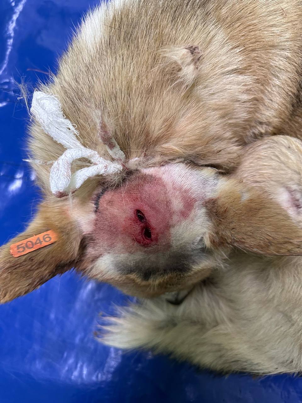 Под Курском неизвестные расстреляли собак и выбросили их в мешках Под Курском неизвестные расстреляли собак и выбросили их в мешках