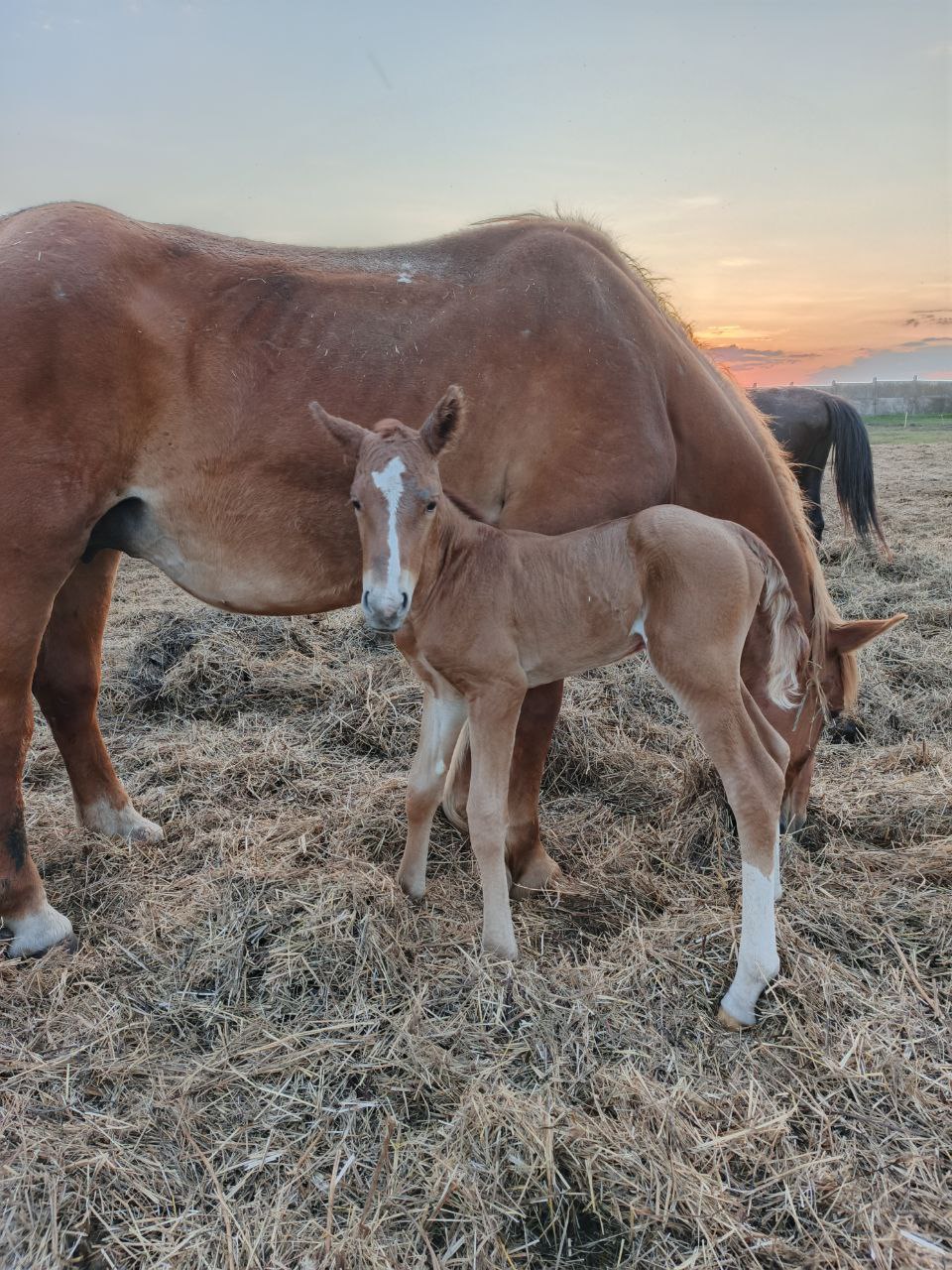 На конеферме «Мираторга» в 2025 году родилось более 50 жеребят На конеферме «Мираторга» в 2025 году родилось более 50 жеребят