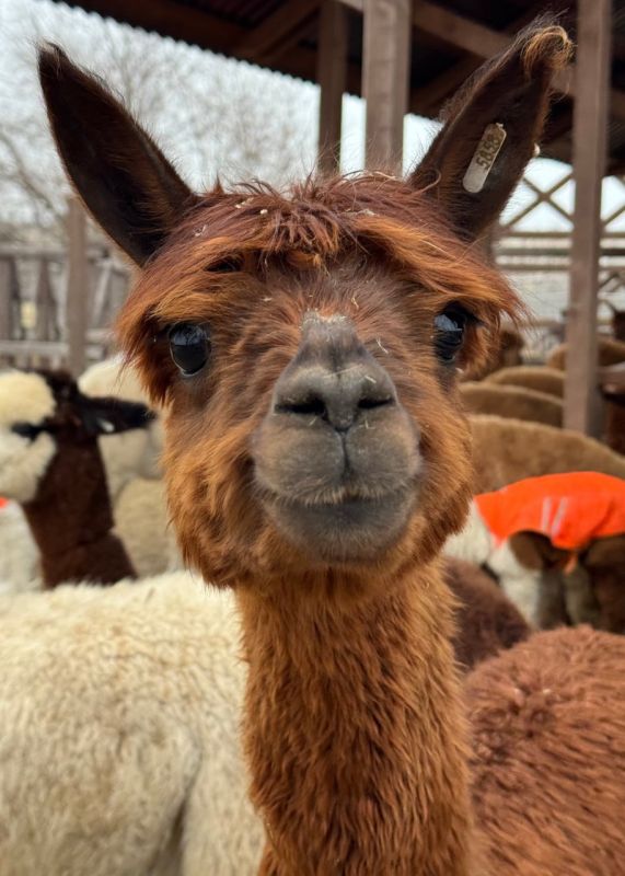 ����������� ��������������� ��������� ��������� ����� ������� ��� ������� ���� ������ � ������