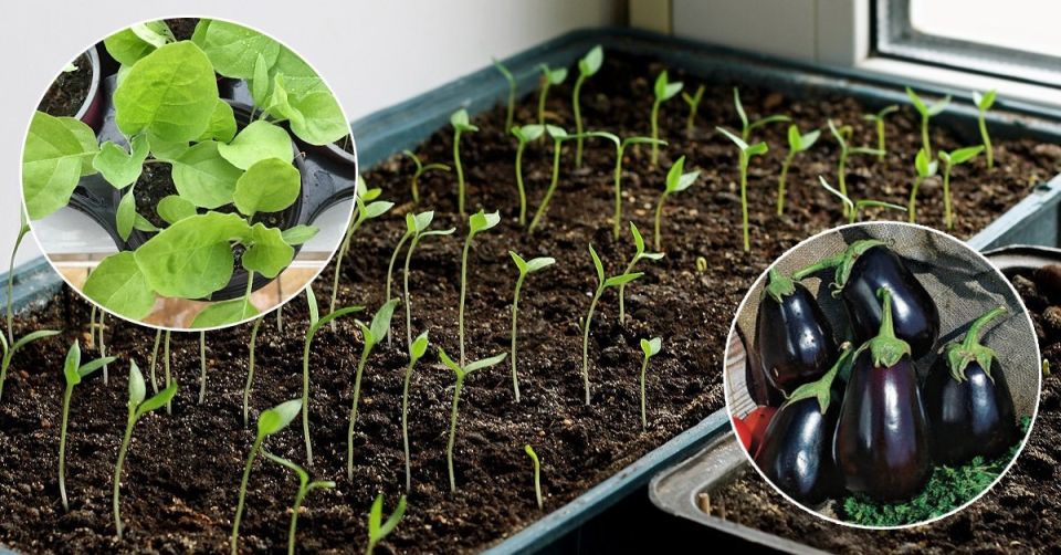 ������ �������� �������� �������� ������ � ������: ������������ ������ � ������ ����������