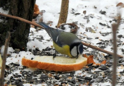 Доброе утро, Пристенский район!