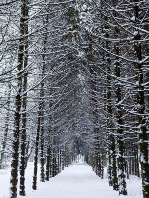 Доброе утро!. Сегодня, во вторник, 20 января, по прогнозу регионального отделения МЧС, в Курской области облачно с прояснениями