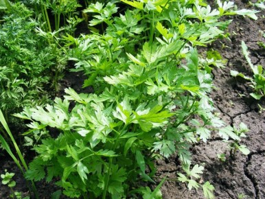 ��������� ������ ���������: ��� �� ��������� ������ � ������� ��������� ����� � �������