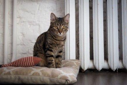 На трех улицах в центре Курска до 18.00 приостановлено теплоснабжение