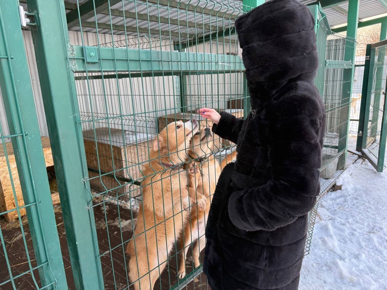 Активисты первичного отделения Движения Первых Гончаровской школы посетили приют для животных "Право жить | Курск | Помощь животным" Активисты первичного отделения Движения Первых Гончаровской школы посетили приют для животных "Право жить | Курск | Помощь животным"