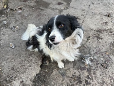 � ������������� �������� ���������� ��������� ������ ����� � �������