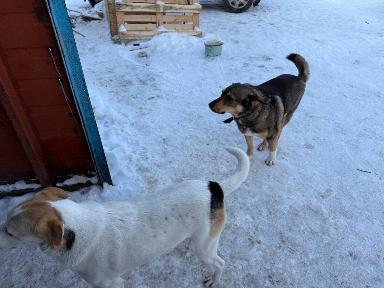 Активисты первичного отделения Движения Первых Гончаровской школы посетили приют для животных "Право жить | Курск | Помощь животным" Активисты первичного отделения Движения Первых Гончаровской школы посетили приют для животных "Право жить | Курск | Помощь животным"