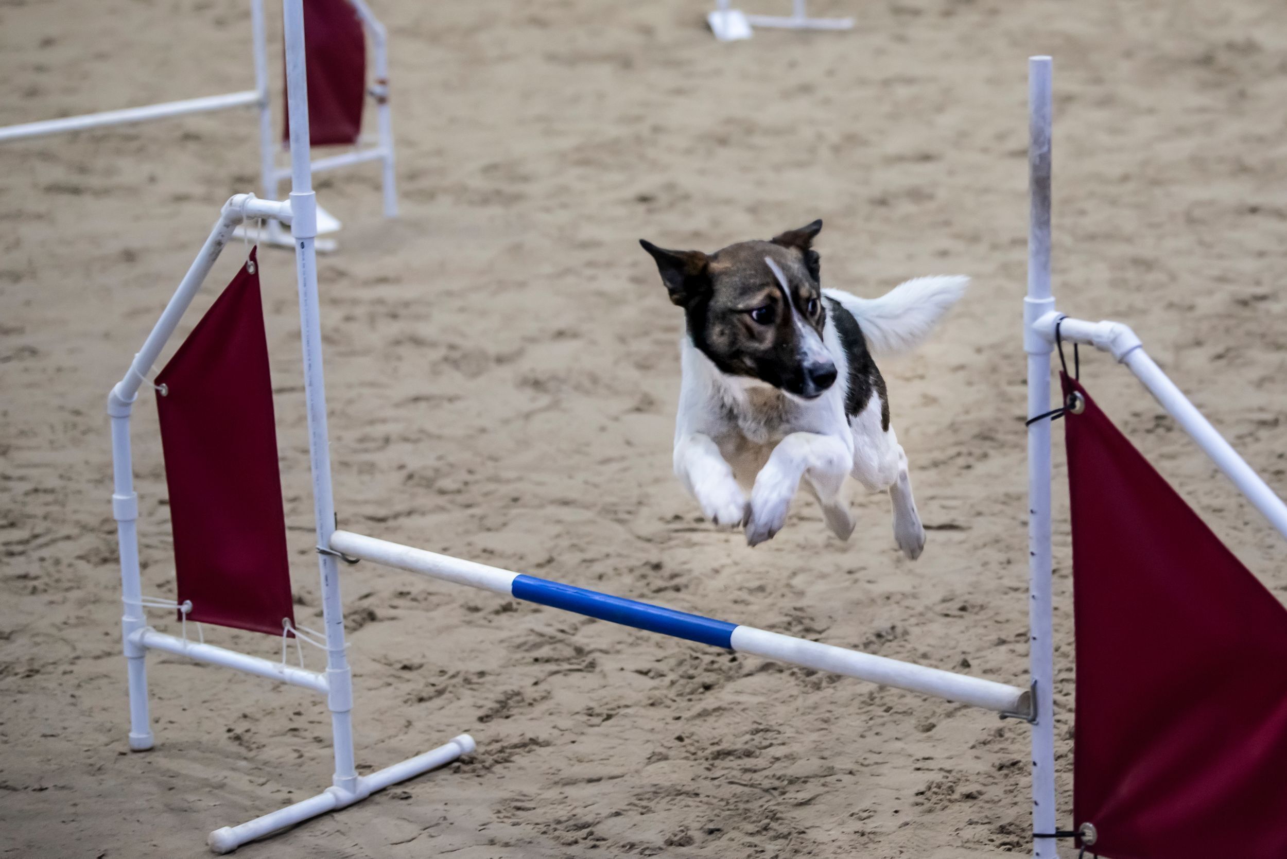 ПОБЕДИТЕЛИ КУБКА ПО КИНОЛОГИЧЕСКОМУ СПОРТУ ПОБЕДИТЕЛИ КУБКА ПО КИНОЛОГИЧЕСКОМУ СПОРТУ