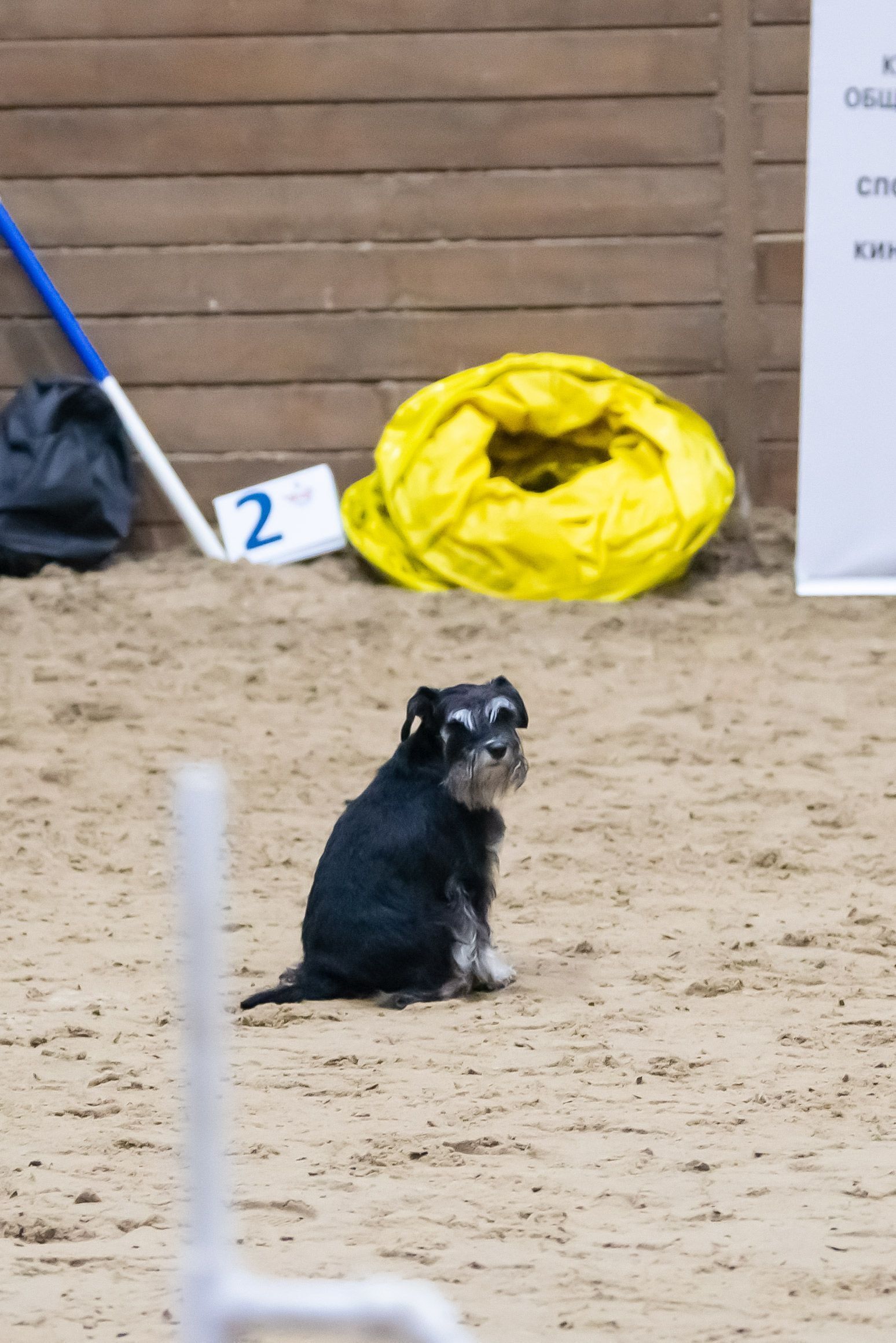 ПОБЕДИТЕЛИ КУБКА ПО КИНОЛОГИЧЕСКОМУ СПОРТУ ПОБЕДИТЕЛИ КУБКА ПО КИНОЛОГИЧЕСКОМУ СПОРТУ