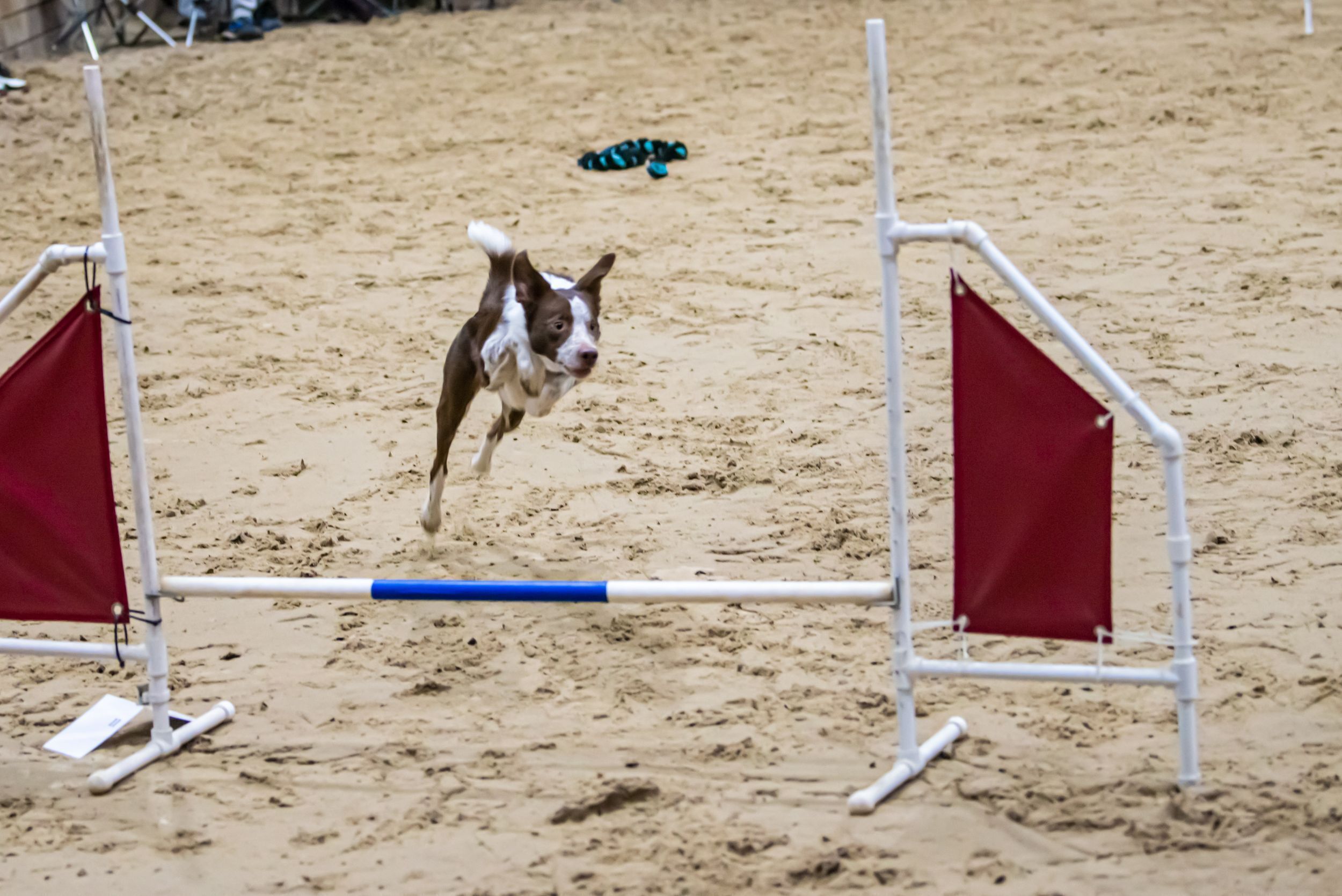 ПОБЕДИТЕЛИ КУБКА ПО КИНОЛОГИЧЕСКОМУ СПОРТУ ПОБЕДИТЕЛИ КУБКА ПО КИНОЛОГИЧЕСКОМУ СПОРТУ