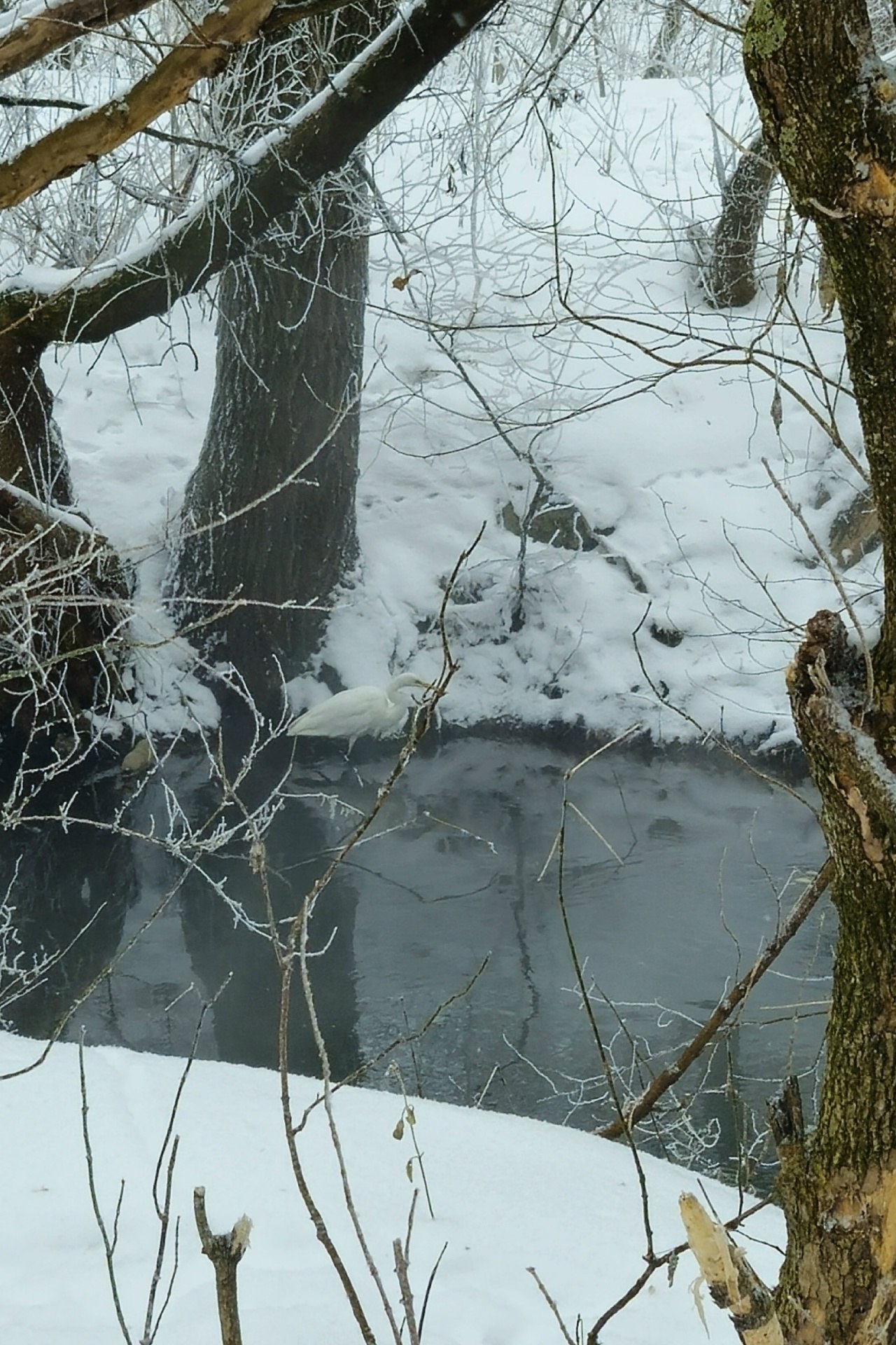 В Курске в январе снова замечена белая цапля
