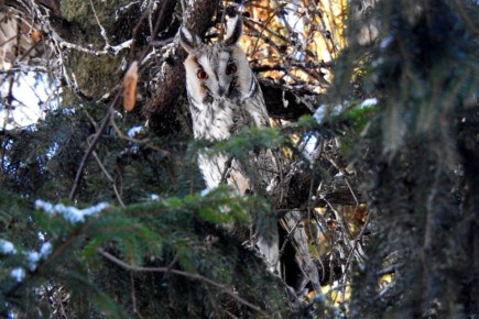 ���� ������ � �������� �������