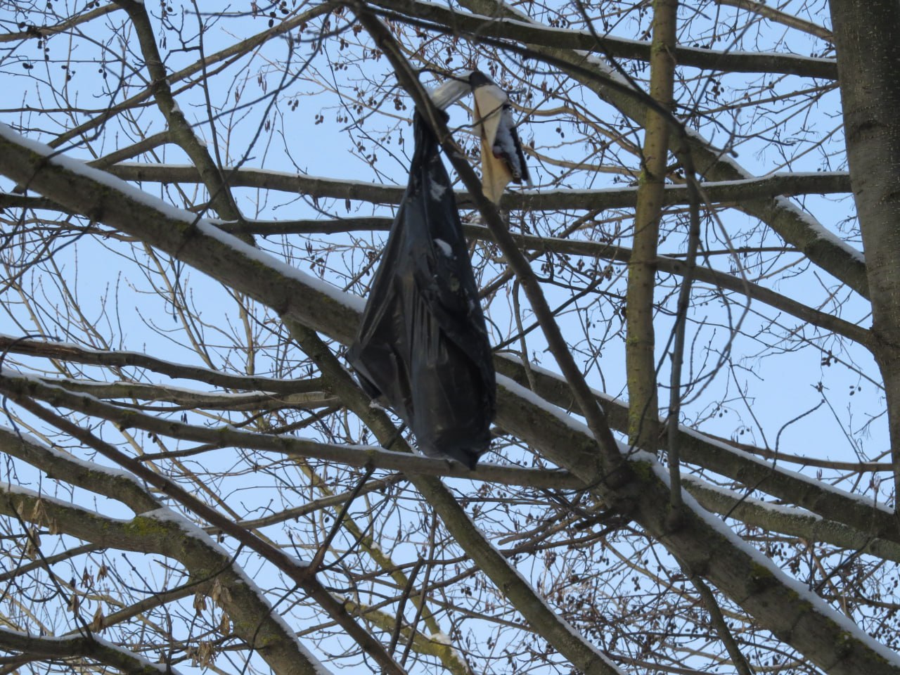 Вандалы забрасывают деревья Заревского леса пакетами с мусором Вандалы забрасывают деревья Заревского леса пакетами с мусором