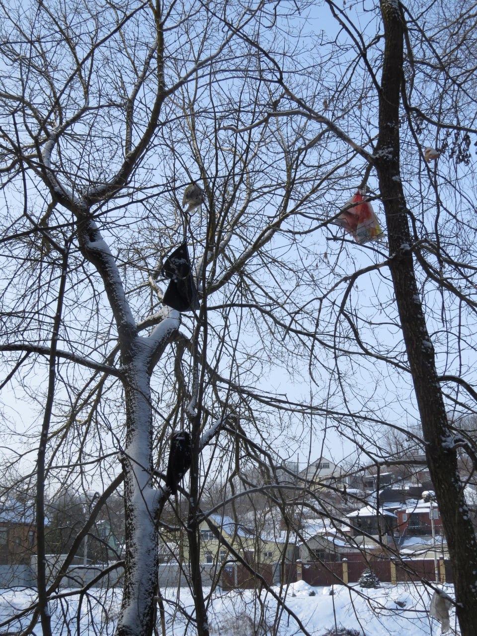 Вандалы забрасывают деревья Заревского леса пакетами с мусором Вандалы забрасывают деревья Заревского леса пакетами с мусором