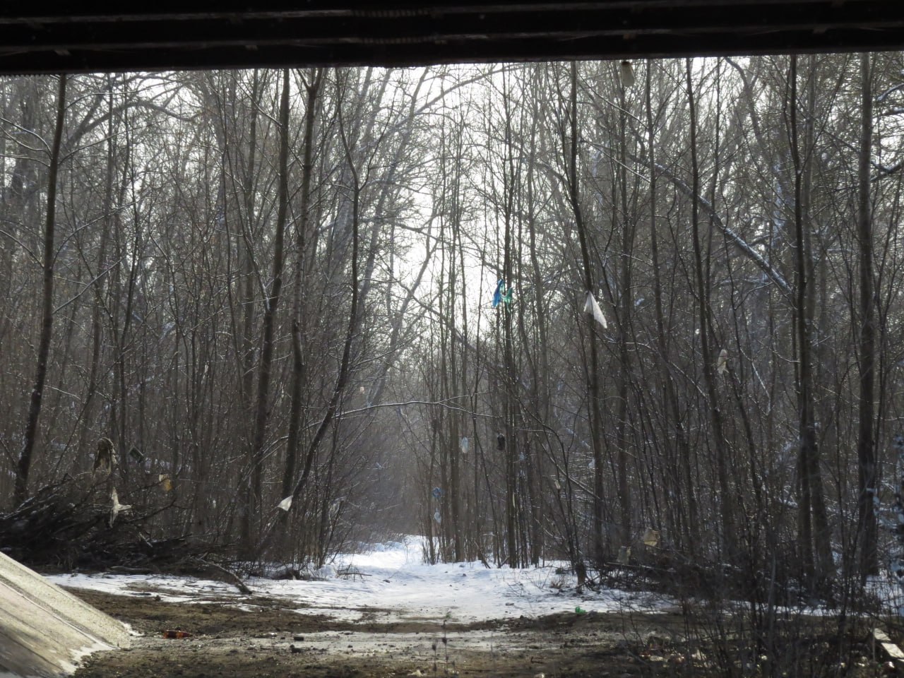 Вандалы забрасывают деревья Заревского леса пакетами с мусором