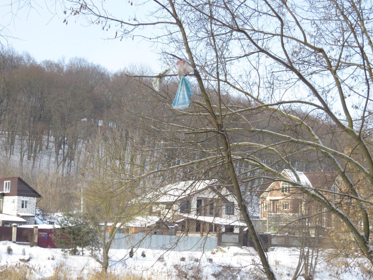 Вандалы забрасывают деревья Заревского леса пакетами с мусором Вандалы забрасывают деревья Заревского леса пакетами с мусором