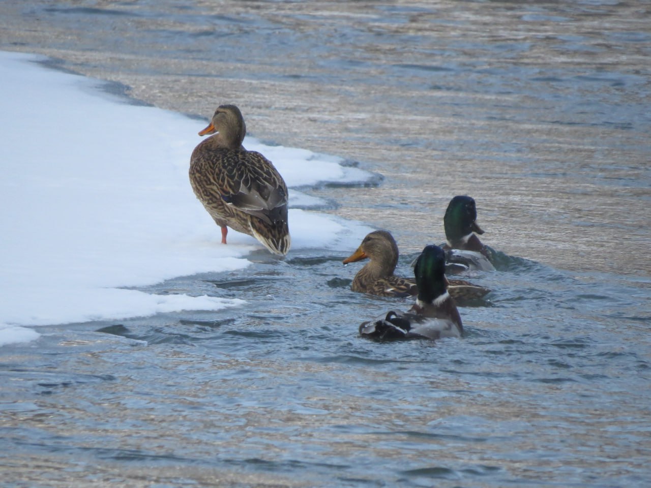 Вандалы забрасывают деревья Заревского леса пакетами с мусором Вандалы забрасывают деревья Заревского леса пакетами с мусором