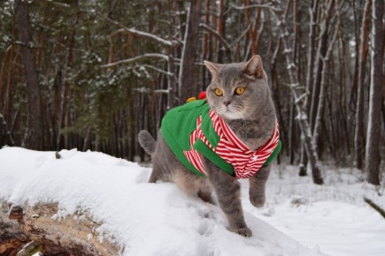 ������ ����! �� �������� ����������, ���� � ������ ����������� � �������� ���, �� ����� ��������