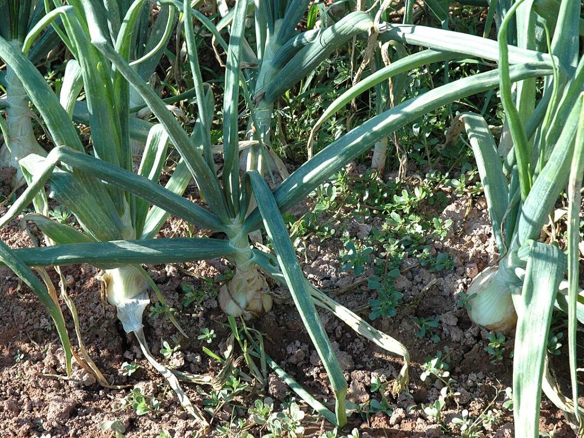 Как восстановить почву после уборки лука: советы для садоводов