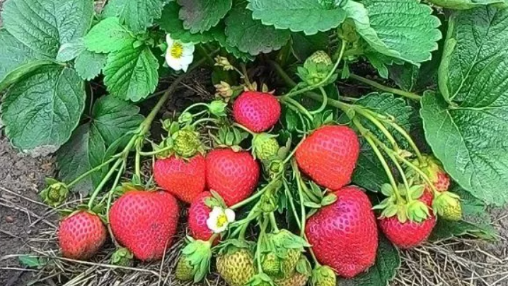 Как зола помогает вырастить клубнику с большими ягодами