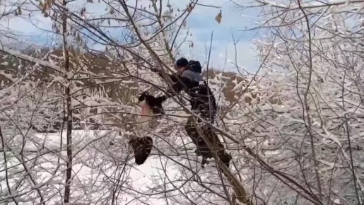 � ������ ������������ ������ ����� � �������� �� ������ �������