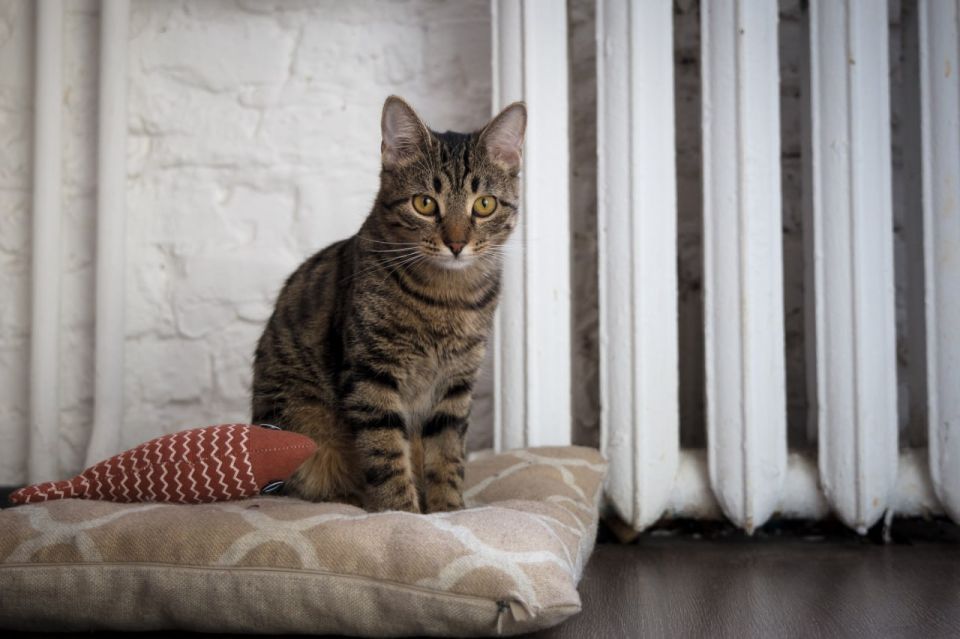 ������� �������� ������� ������������� ���������� �� �����