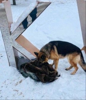 ��������� �����������, ������������ ������� ������������ �����������, ����� �������������� ���� �� ����������� �������