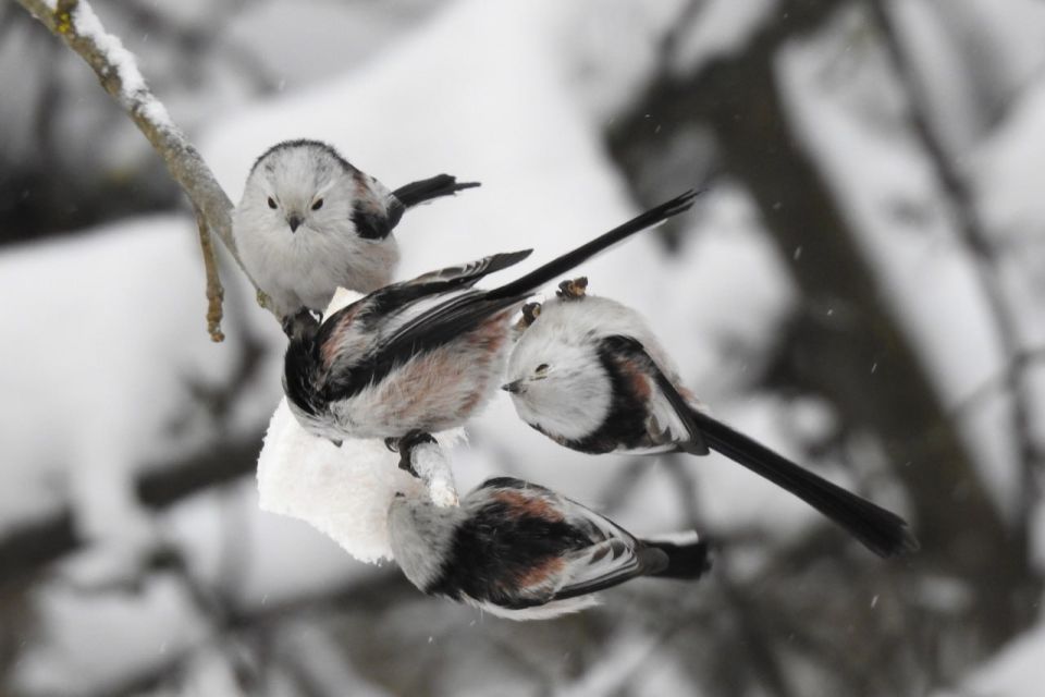 ���������� � ����. ����: ������� ��������