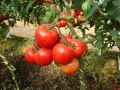 Необычный томат: что стоит за именем Людмила Добрый вечер?