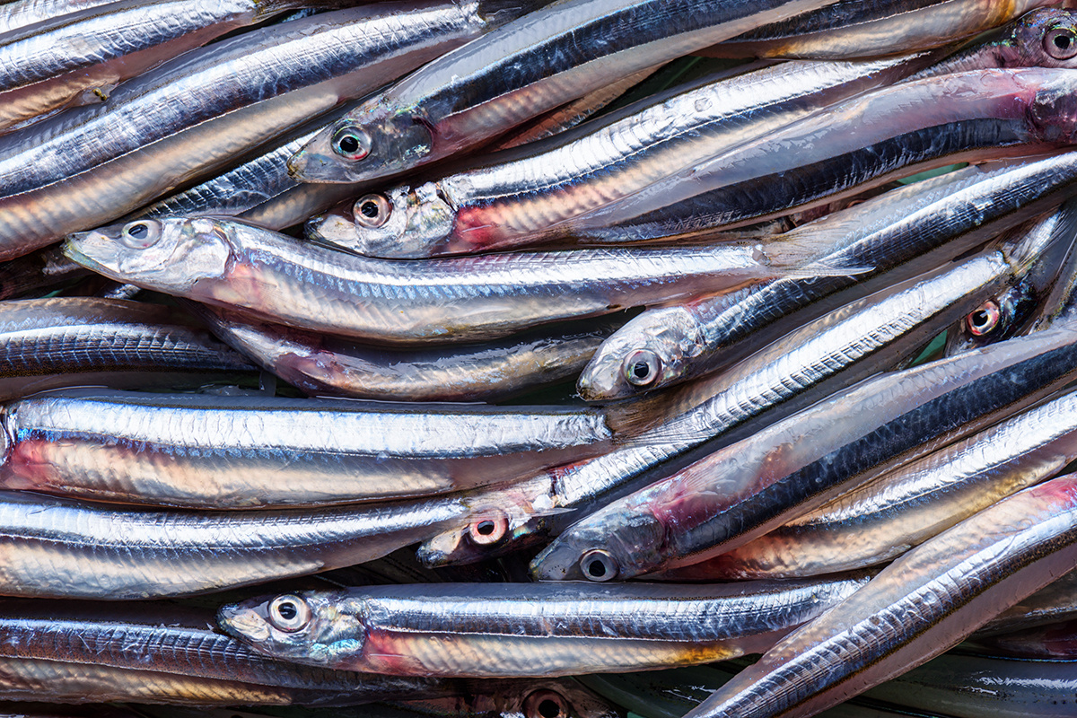 Загадочные анчоусы: вкусный мир подводного деликатеса