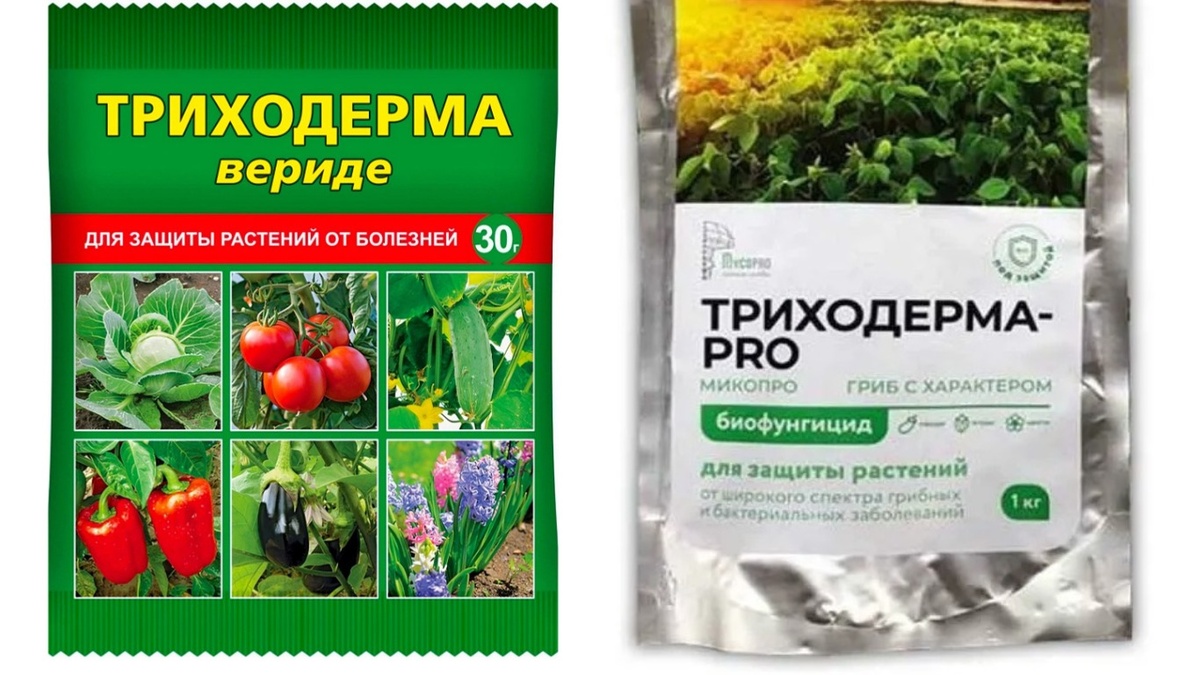 Как вырастить триходерму дома: секреты и советы для садоводов