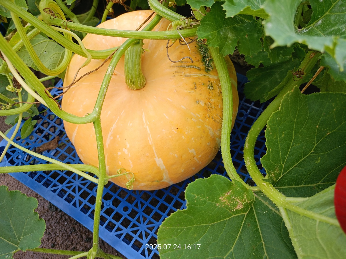 Тыквенный урожай: секреты успеха на даче