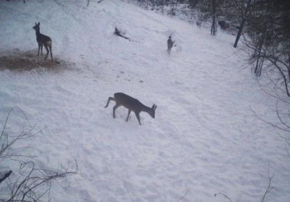 ��� �������� ������� ������ �������� �� ����������� ����