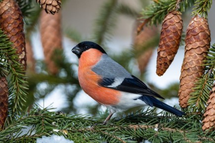 �������� 19 ������� � ������ ���������� ���� ���������� � ���������������� �������� �����, ��������� ����� ����