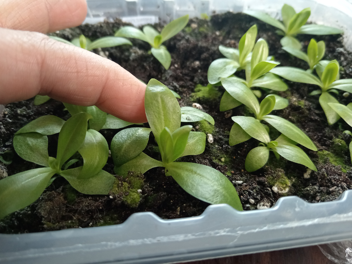 Почему эустома нуждается в фитолампе для успешного роста