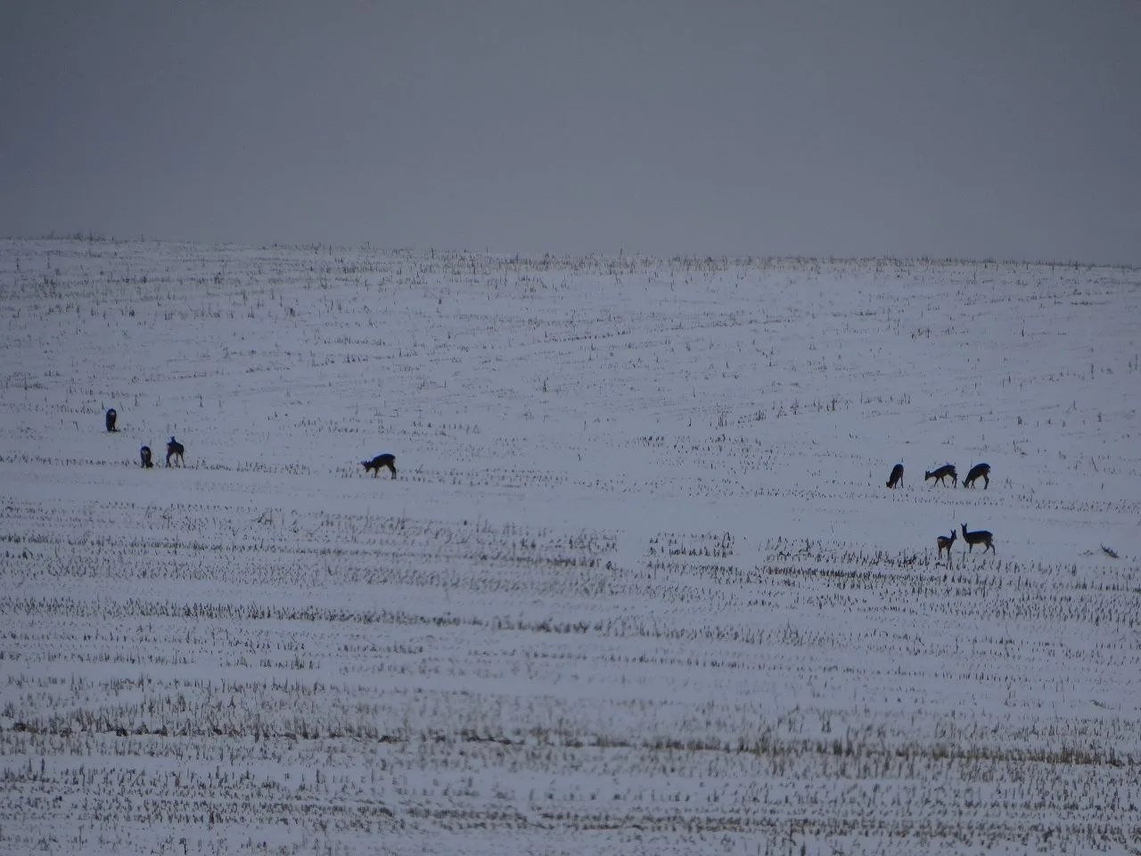 Тем временем курские косули резвятся на заснеженном поле Тем временем курские косули резвятся на заснеженном поле