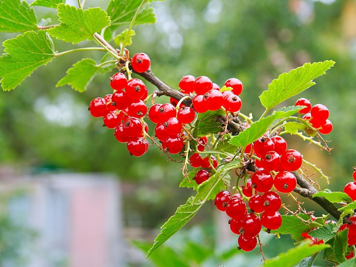 Смородина как искусство: секреты для обильного урожая