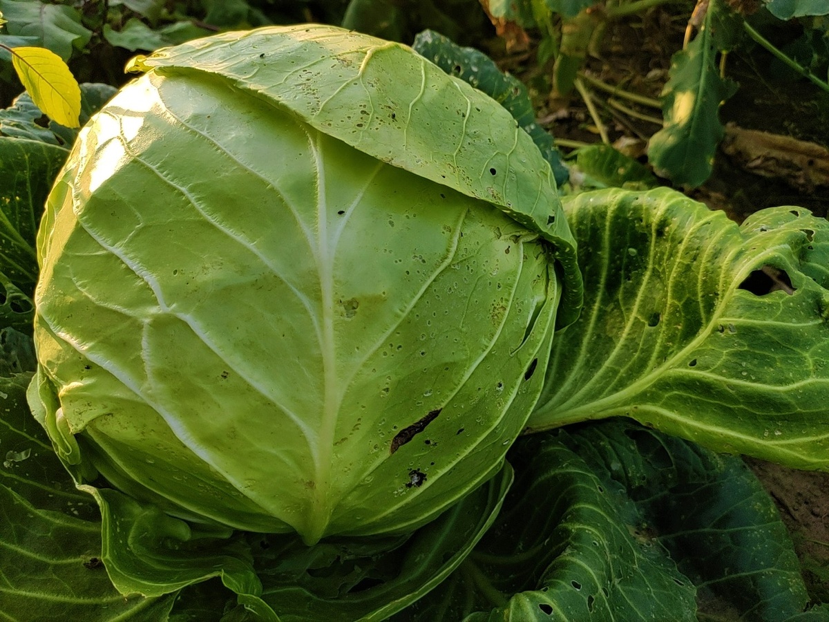 Как правильно подкармливать капусту в июле для крепких кочанов